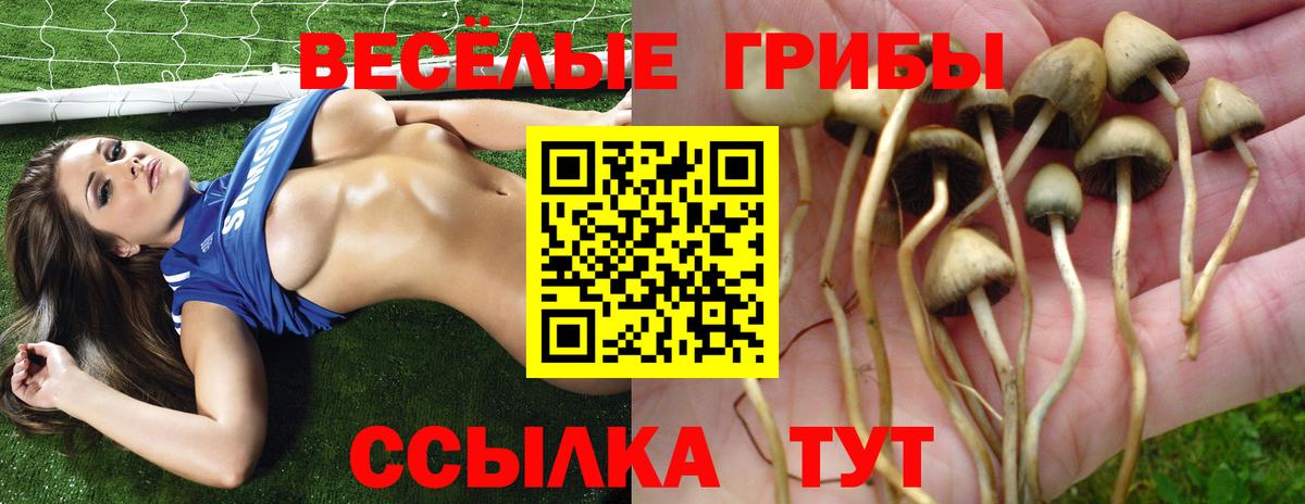 Псилоцибиновые грибы Cubensis Знаменск